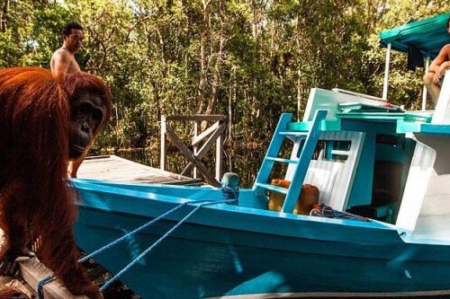 Borneo Orangutan Explorer Klotok – 3 Days-02