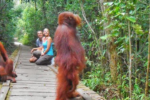 Borneo Orangutan Explorer Klotok – 3 Days-03