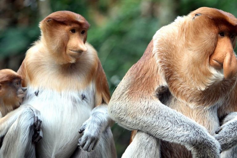 Borneo Orangutan Explorer Klotok – 3 Days-04