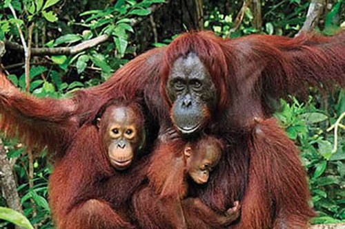 Borneo Orangutan Explorer Lodge – 3 Days-02
