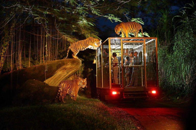 Night Safari Tour with Dinner-01