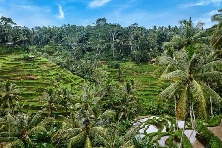 Rice-Terrace-at-Tegalalang-in-Bali