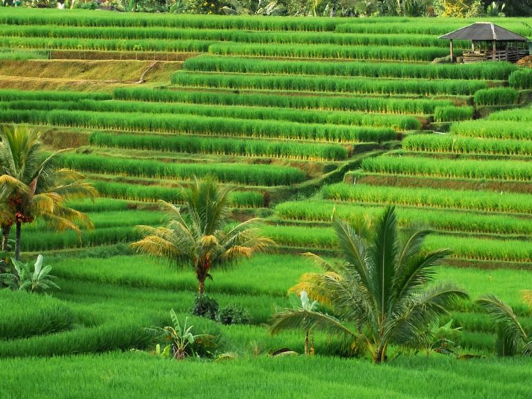 Jatiluwih-Rice-Terrace-Tabanan-Bali-Feature-Image-1_edit1