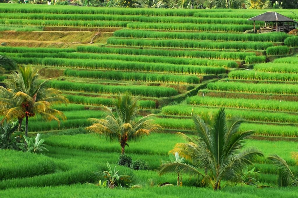 Explore The Ancient Bali