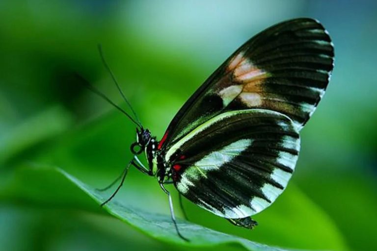 taman-kupu-kupu-bali-butterfly-park-tabanan-e1710747601262