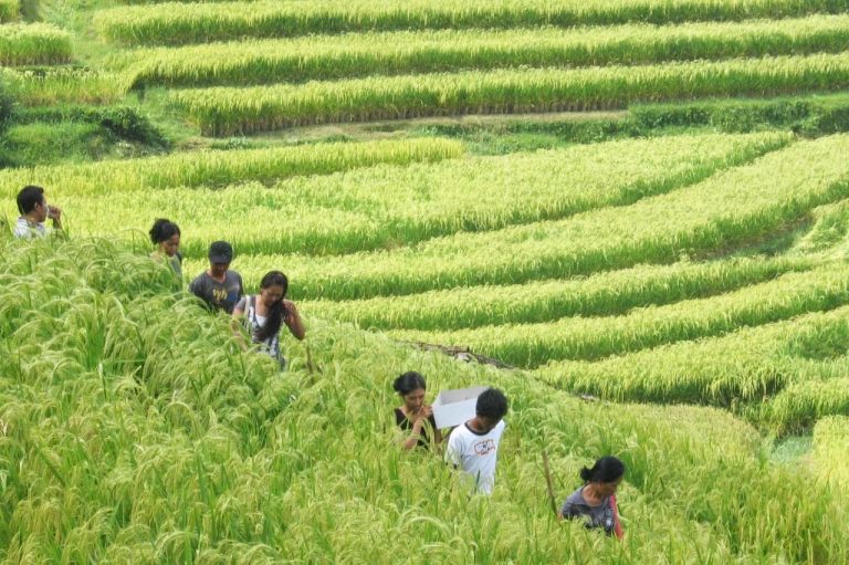 walking-tour-to-jatiliwuih-rice-field