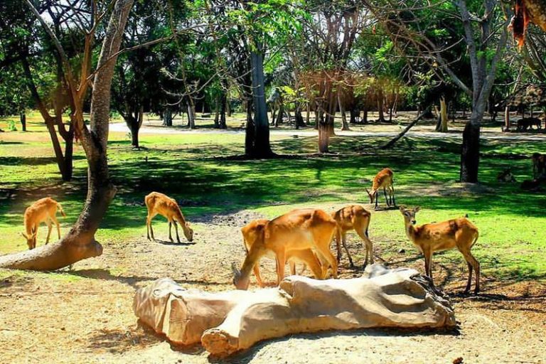 bali-safari-marine