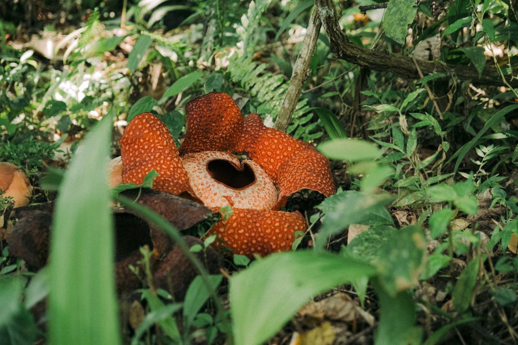 Rafflesia Flower