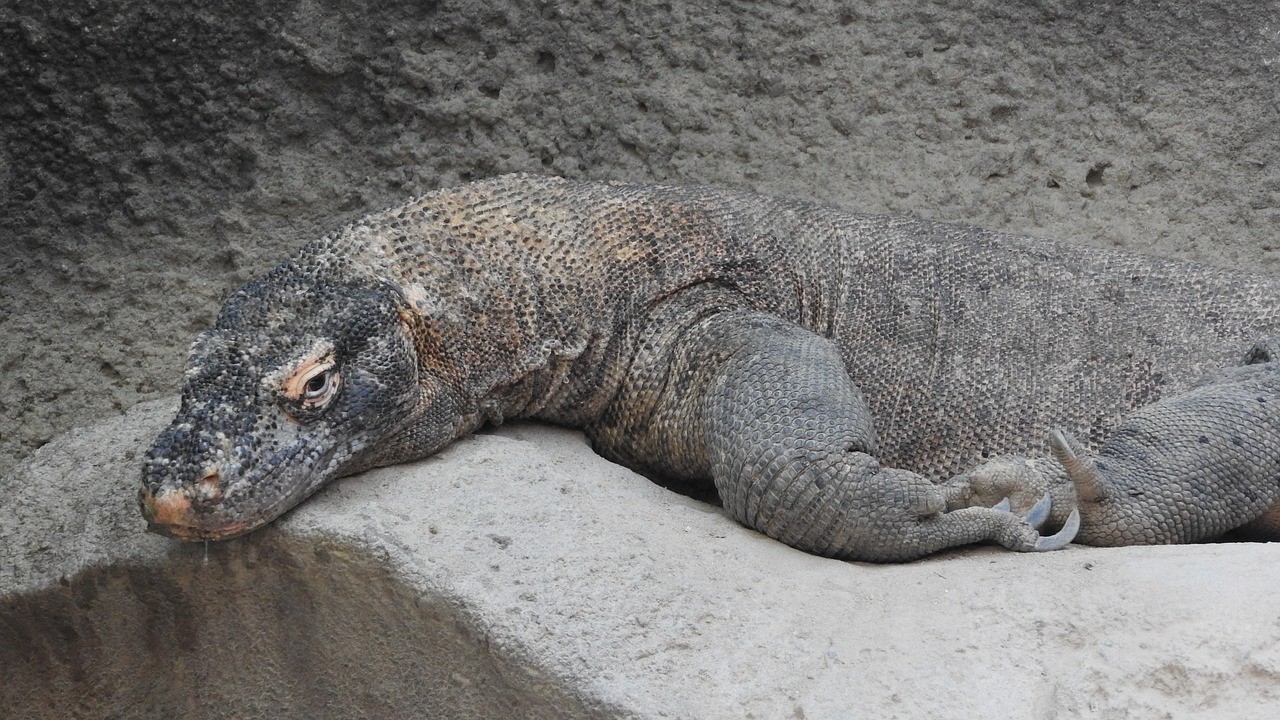 facts about indonesia: Komodo Dragon