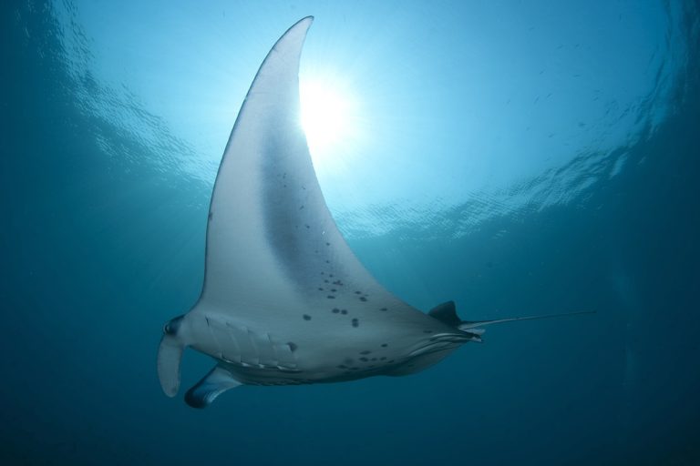 Manta Diving Nusa Penida 1