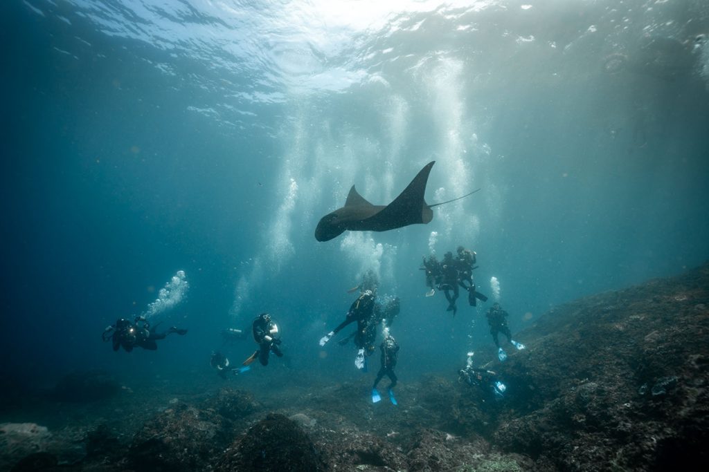 Manta Diving Nusa Penida