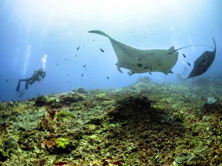 Manta Diving Nusa Penida 3