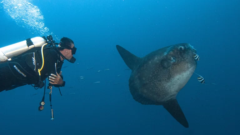 Manta Diving Nusa Penida 6