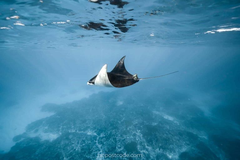 Manta Diving Nusa Penida 7