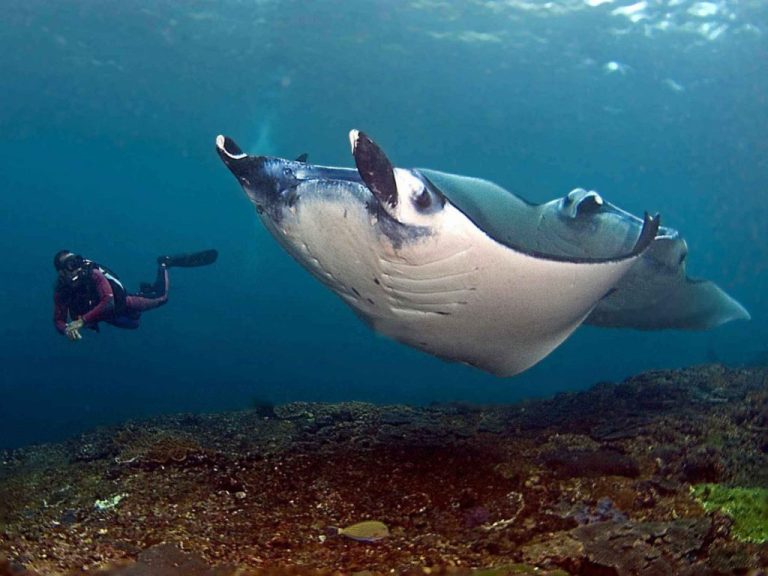 Manta Diving Nusa Penida 9