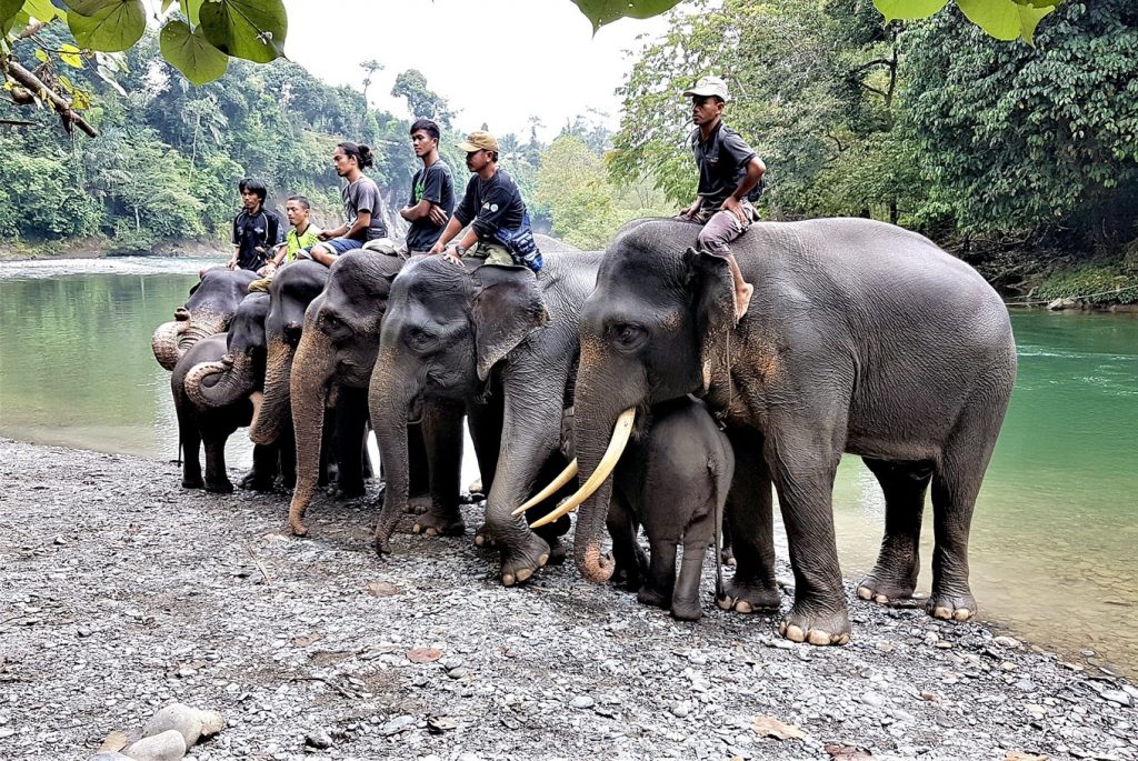 Tangkahan Elephant Sanctuary in Sumatra