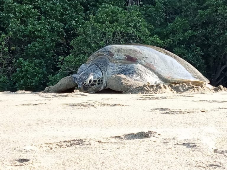 Sea Turtle Conservation Season in Meru Betiri National Park, East Java