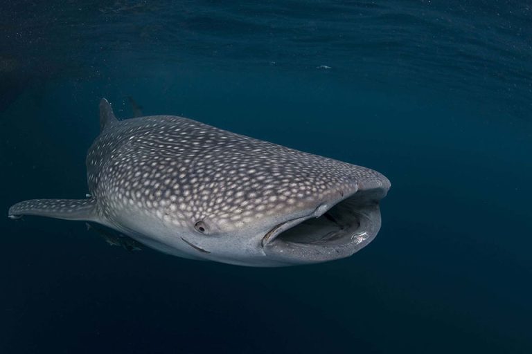 Raja-Ampat-Whale-shark-