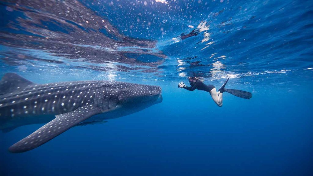 Whale Shark Adventure At Saleh Bay