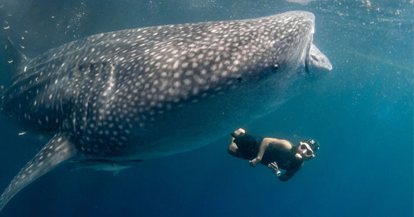 Whale Shark Encounter Tour in Sumbawa I Indonesia Impression