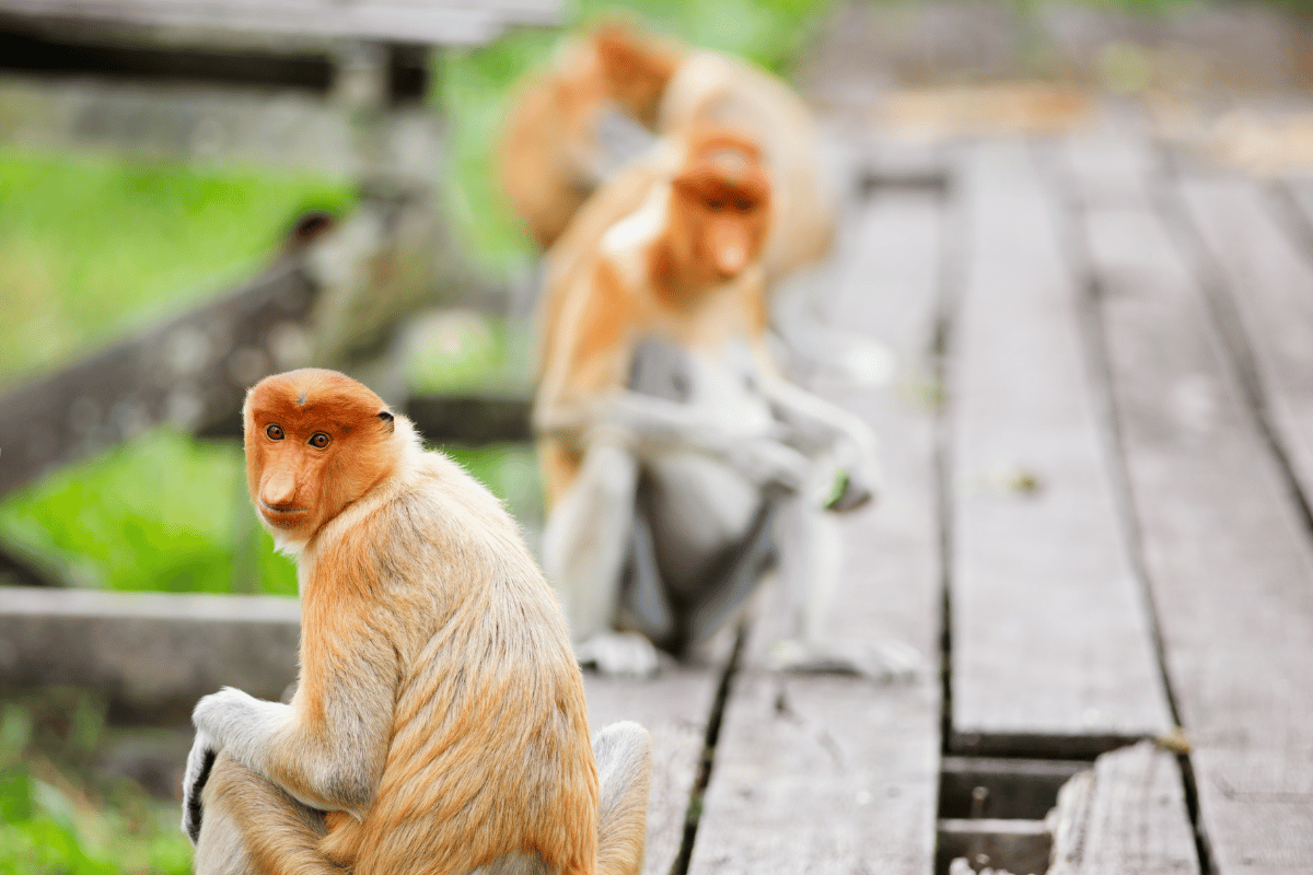 Labuk Bay Proboscis Monkey Sanctuary