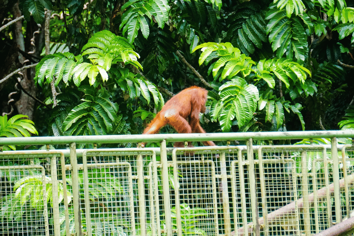 Sepilok Orangutan Rehabilitation Centre