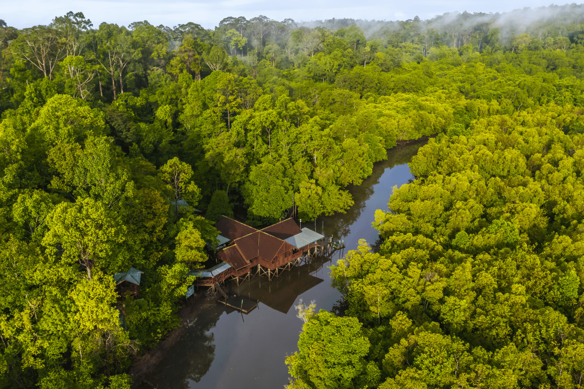 mangrove borneo – featured image