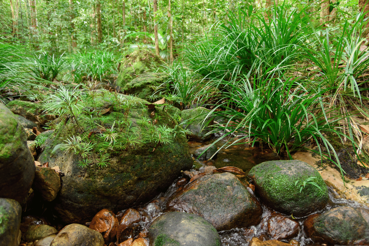 stream at Mount Santubong