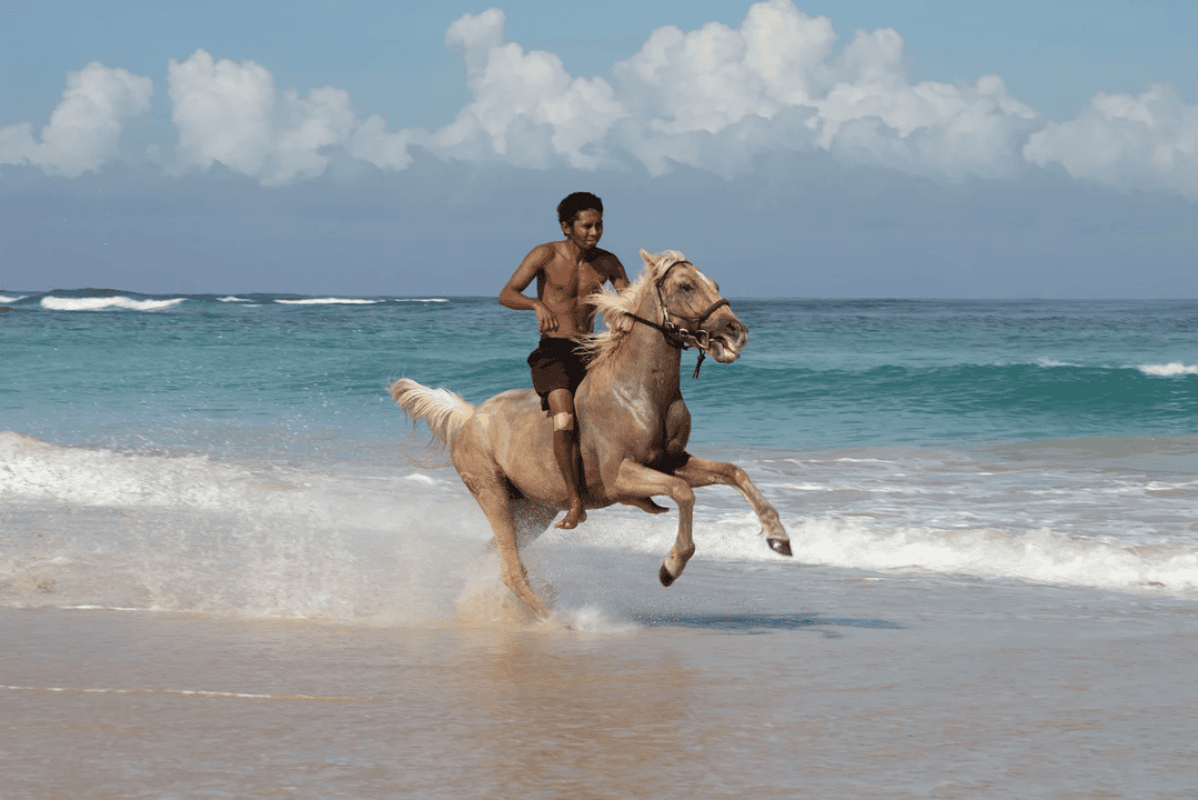 Horse in Sumba