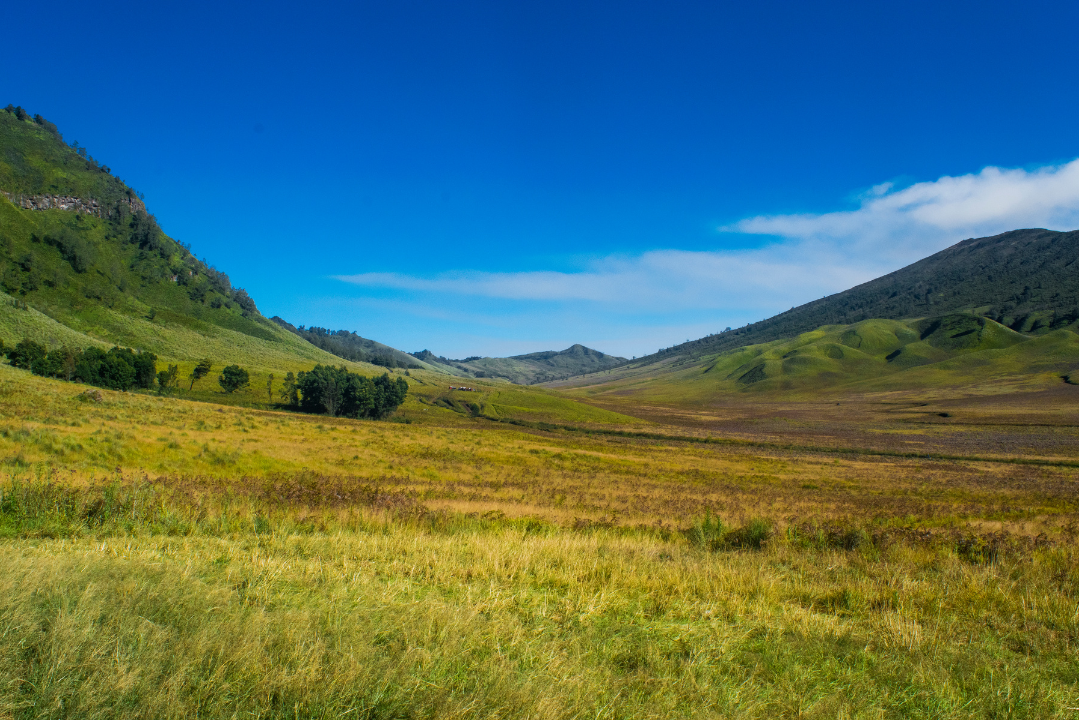 Savannah Hills