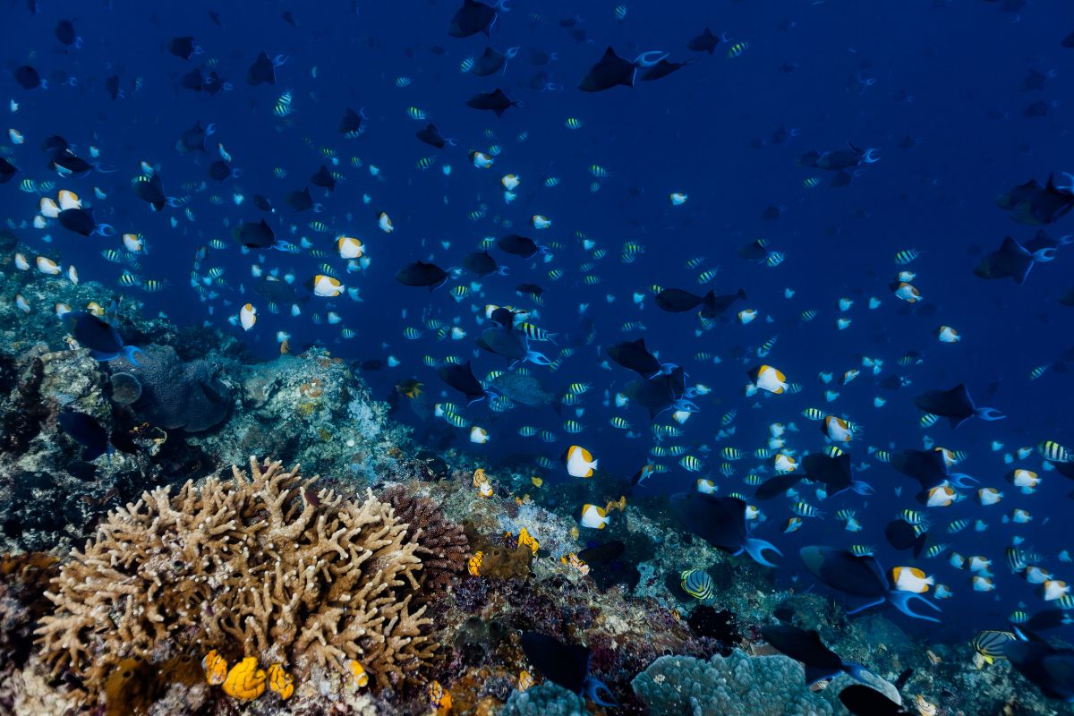 Bunaken National Park