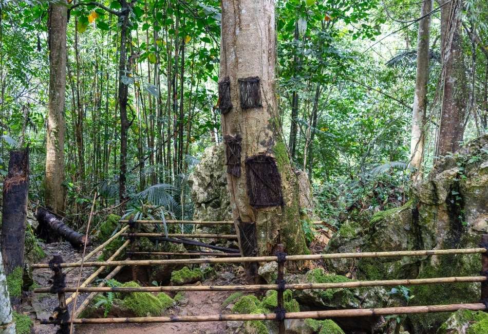 Child funeral urns in kapok tree, Toraja, Sulawesi, Indonesia