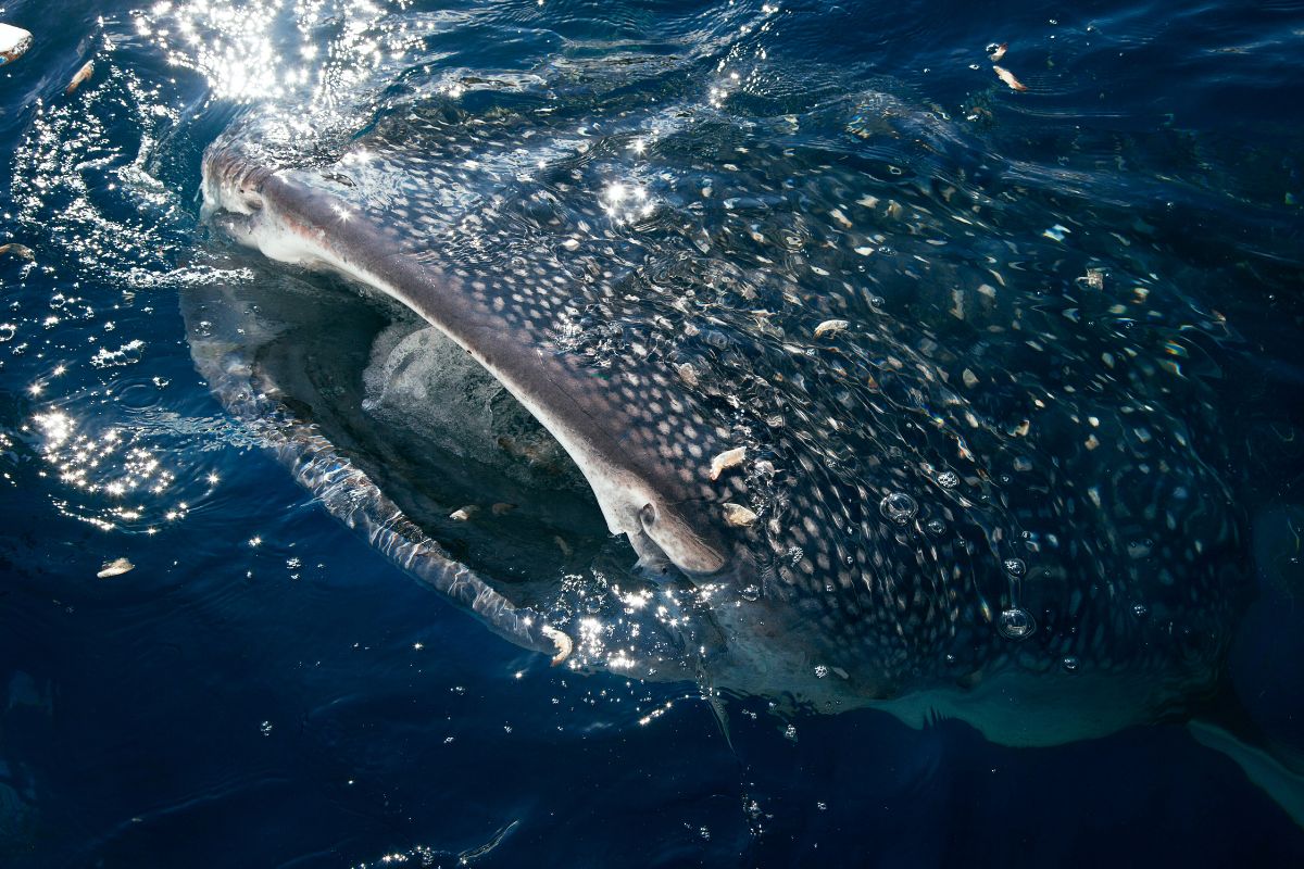 dive with whale sharks in Gorontalo