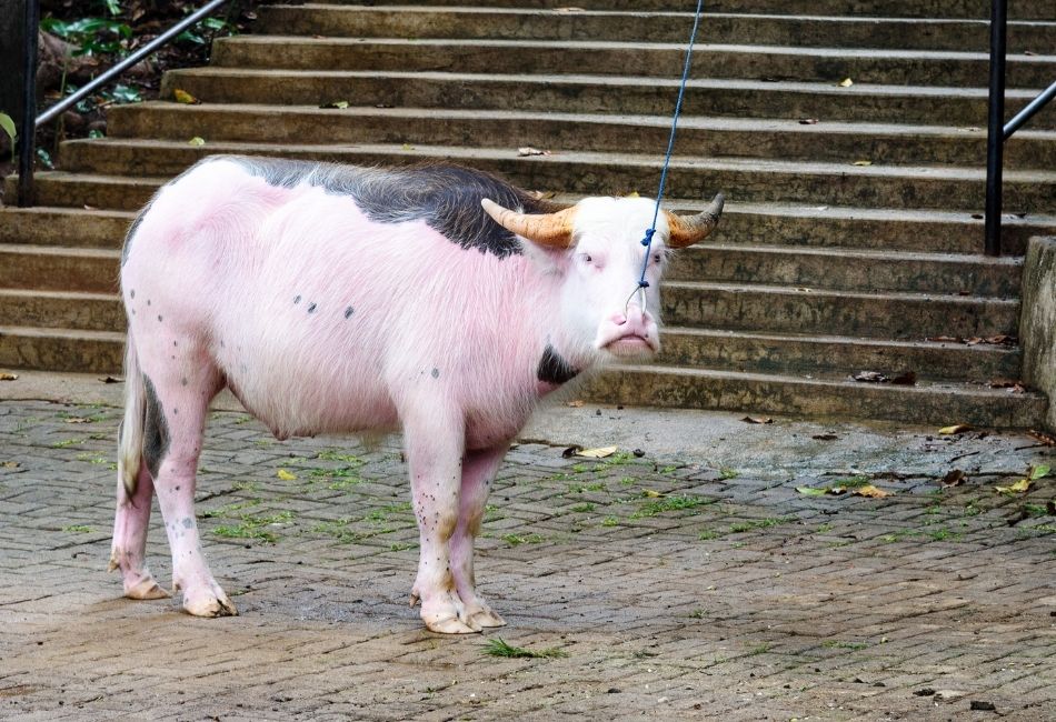pink buffalo in tana toraja