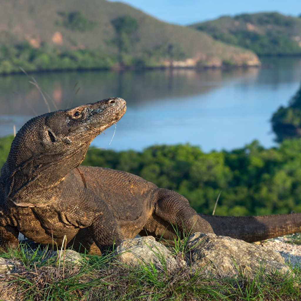 Komodo Travel Guide