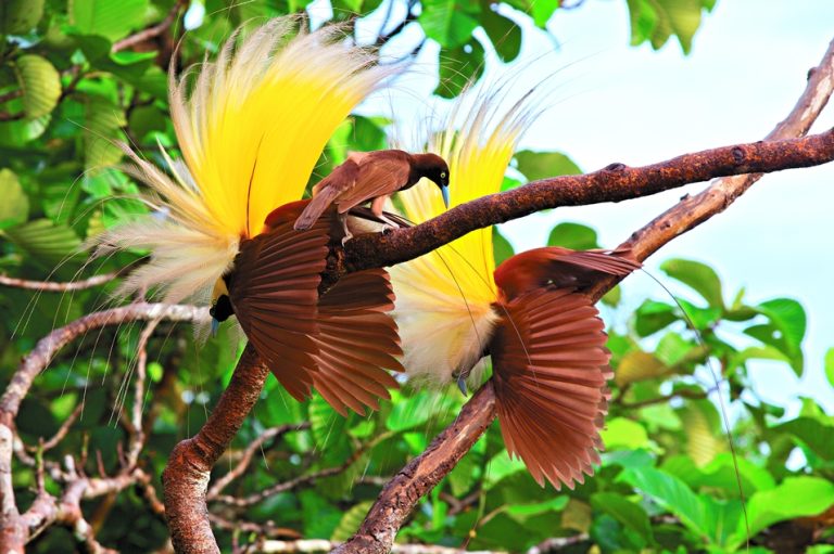 Greater Bird of Paradise (Paradisaea apoda)A female checks out two adult males performing the inverted static display at their display lek.Badigaki Forest, Wokam Island in the Aru Islands, Indonesia.