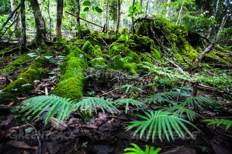 A view of moss forest at the rainforest in Kalasou valley, Sorong, West Papua.