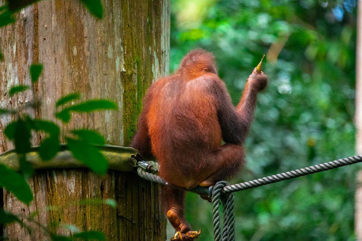 Orangutans at Kalimantan