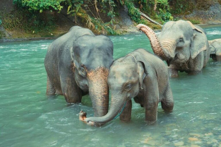 Pasangan-ibu-dan-anak-gajah-sumatra-1024x683