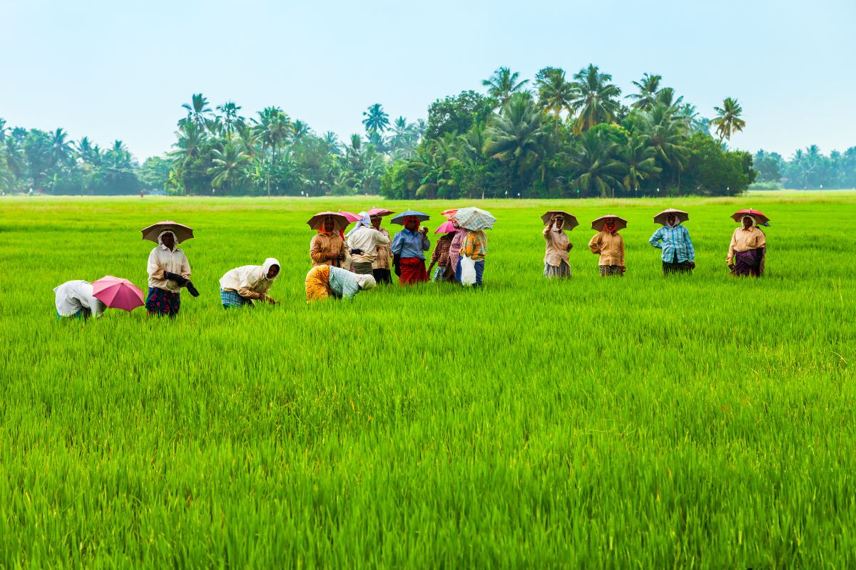 Rice Fields in Pererenan