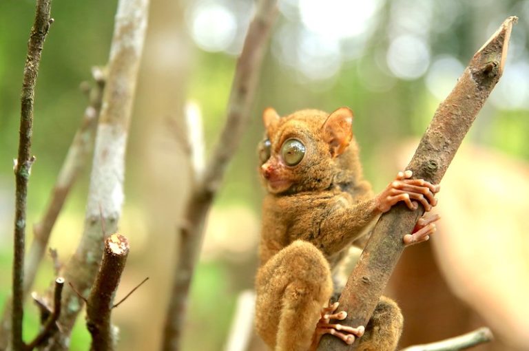 Tangkoko-www.traverse.id_