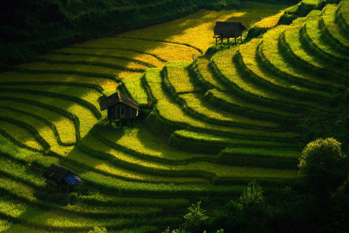 Tegallalang Rice Terraces