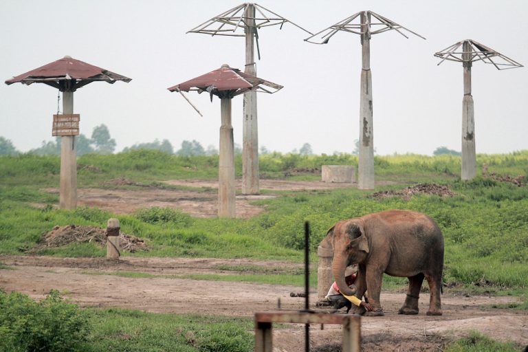 Seorang pawang melakukan perawatan rutin gajah di Taman Nasional Way Kambas (TNWK) Lampung Timur, Lampung, Sabtu (14/5). Penghuni TNWK akan bertambah setelah dua gajah di TNWK positif hamil dan kelahirannya diperkirakan satu hingga dua bulan mendatang. ANTARA FOTO/Tommy Saputra/aww/16.