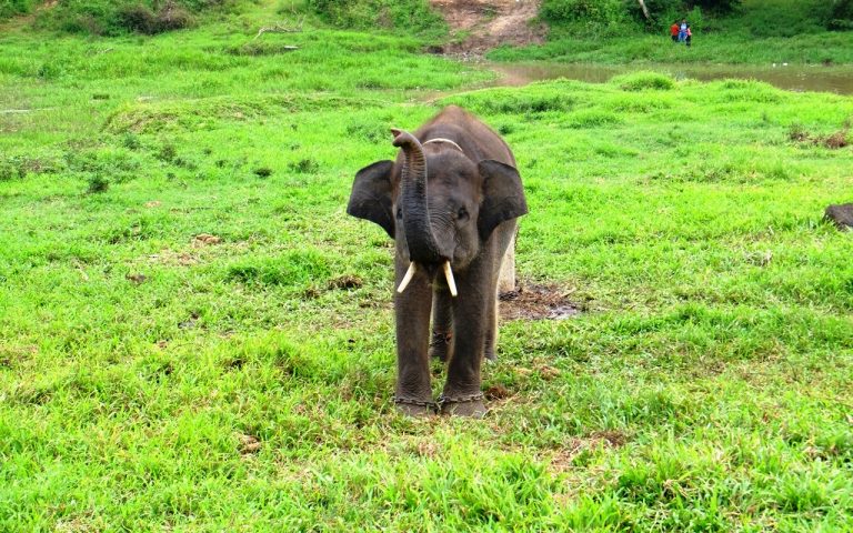 gajah-mungil-way-kambas