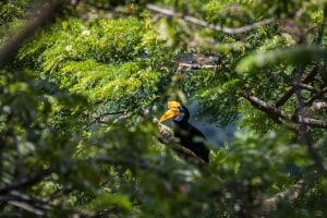 Sulawesi Bird Watching