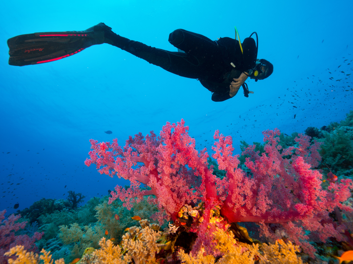 The Cauldron (Shotgun) – One of Best Diving Spots in Labuan Bajo