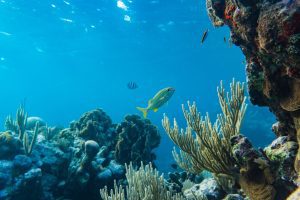 diving and snorkeling in wakatobi