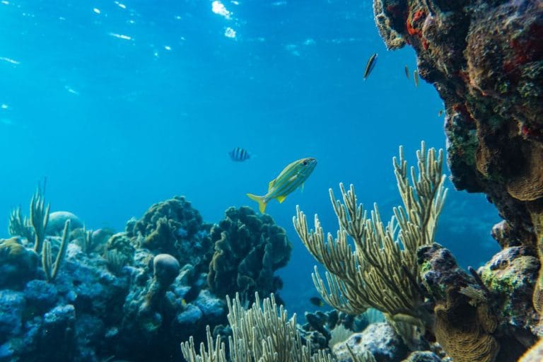 diving and snorkeling in wakatobi