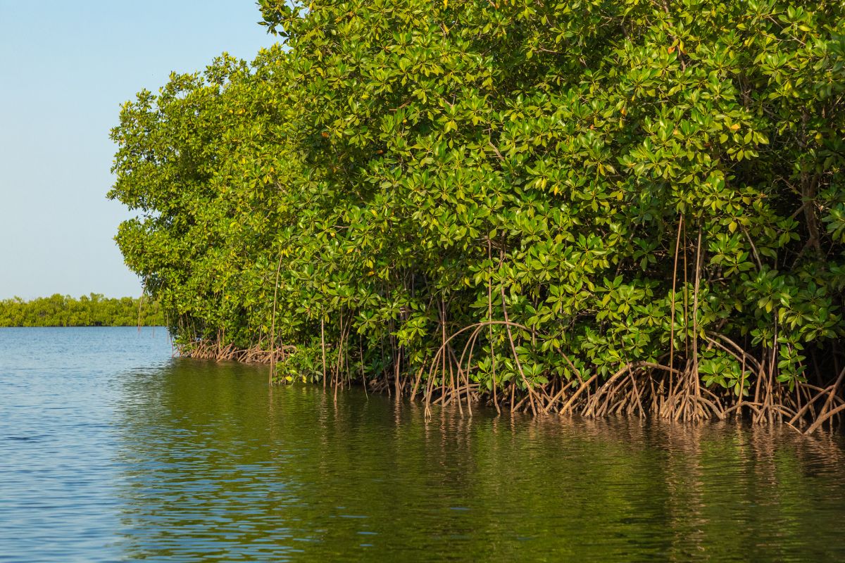 pulau sumanga