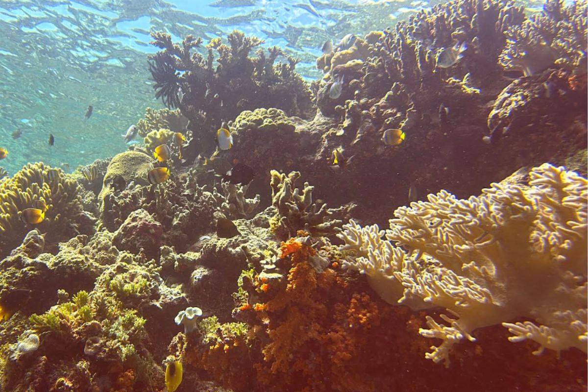 coral reef in tomea island